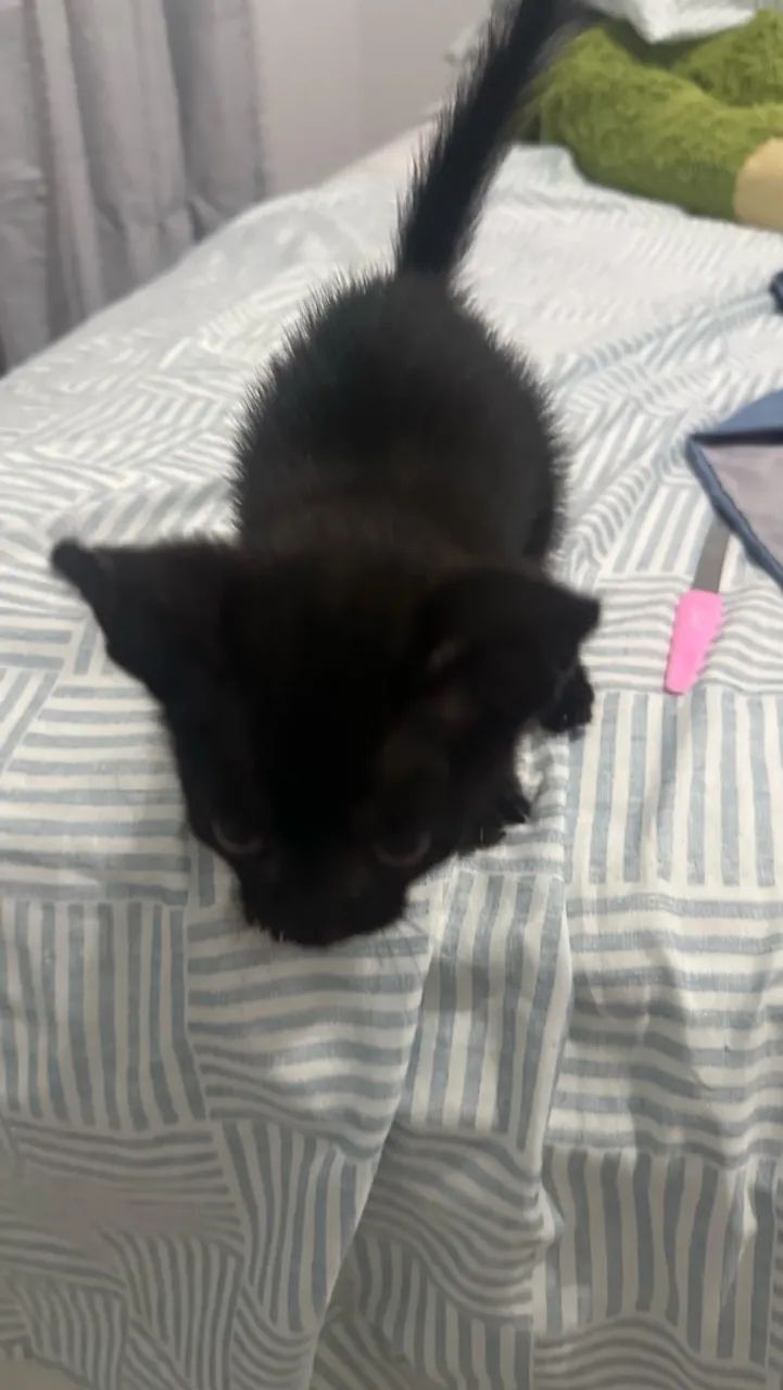 Doa-se gatinha - Foto 2