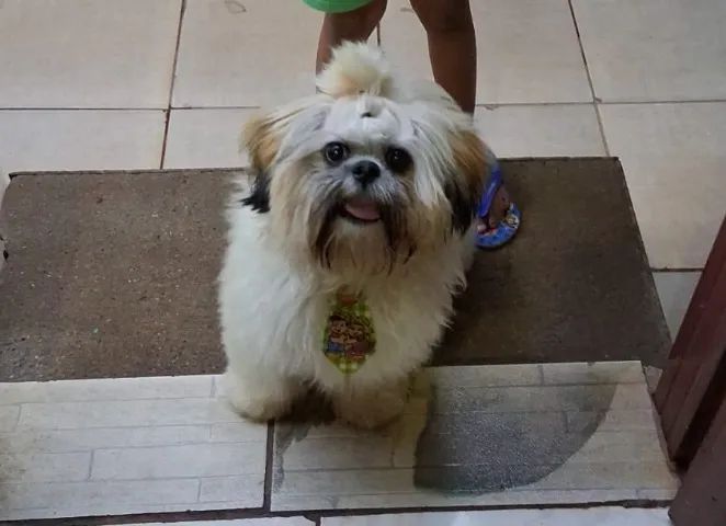 Shihtzu macho - Foto 2