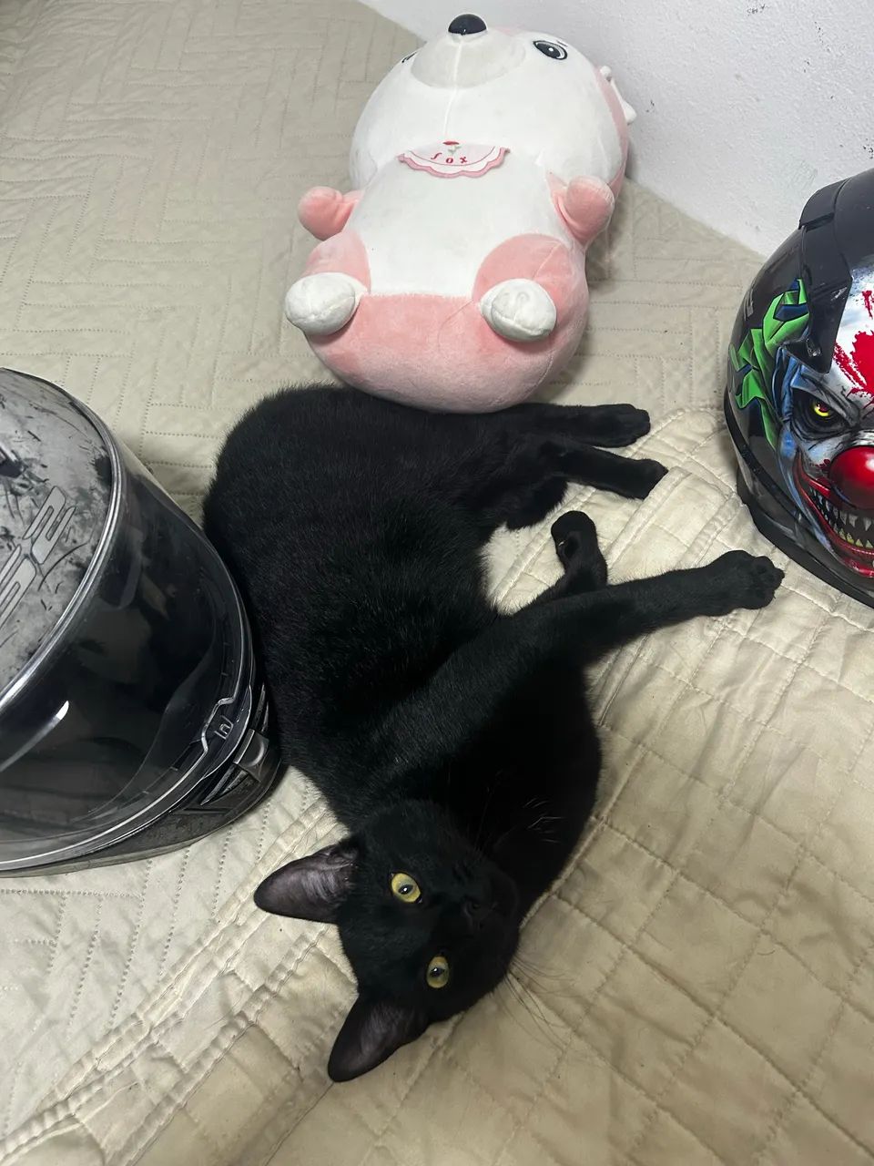Gato macho doação 