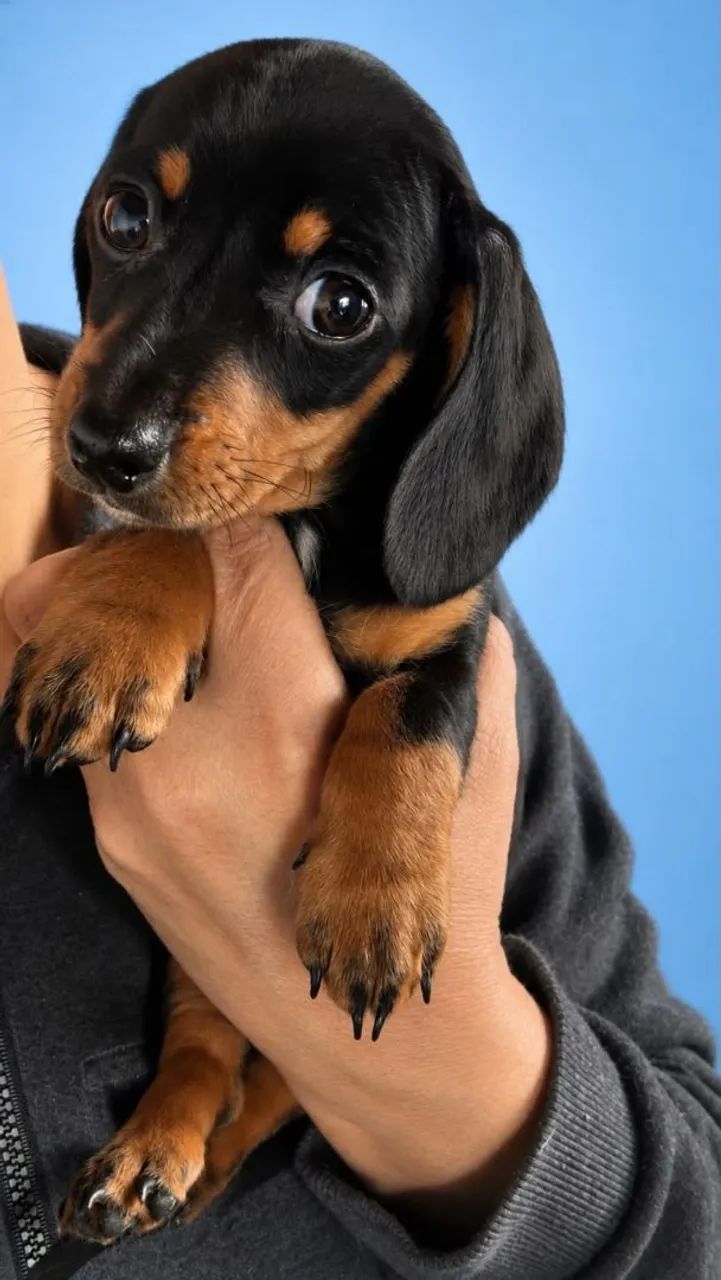 Promoção ultimos Basset dachshund salsichinha machinhos aceito cartão 