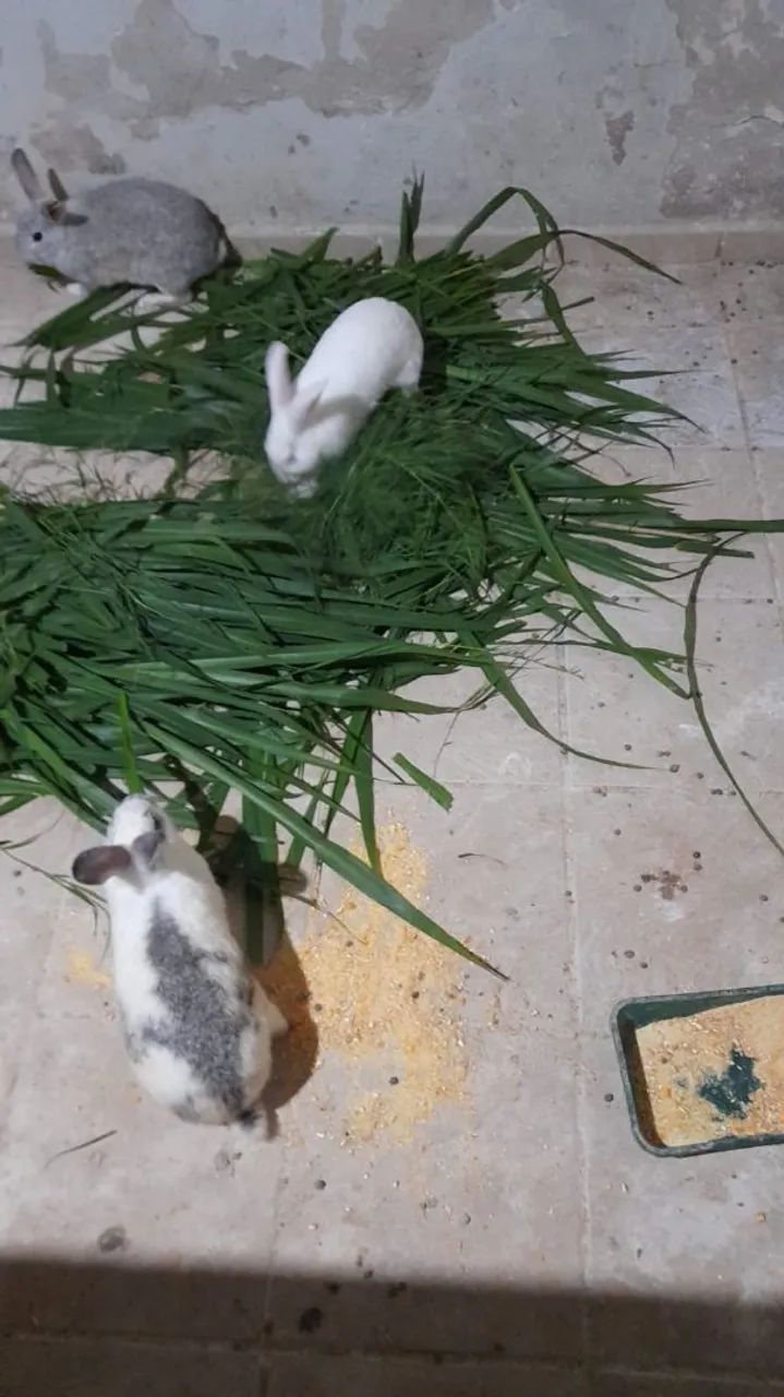 Coelhos disponível 