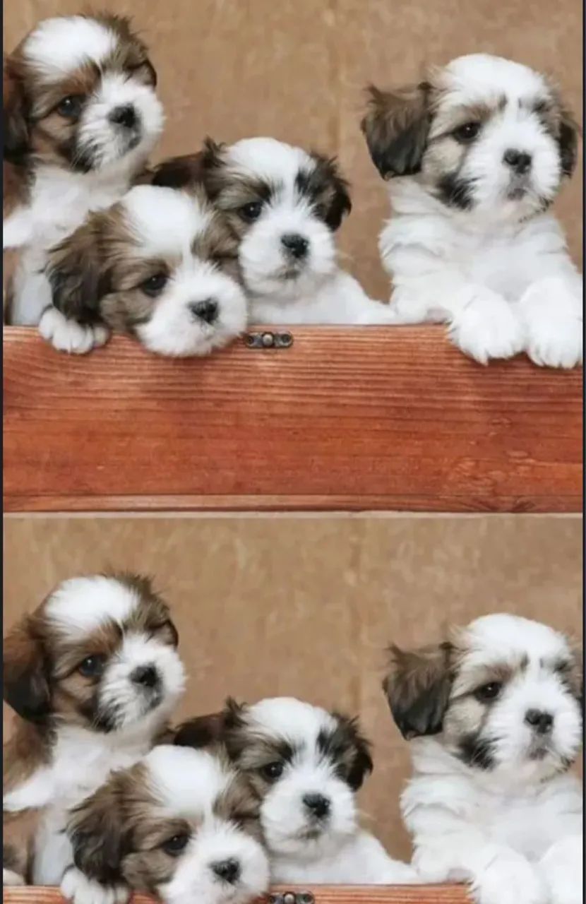 Lhasa Apso 