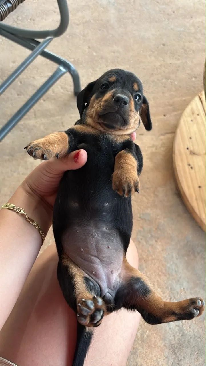 FILHOTES DE DASCHUND SALSICHA 