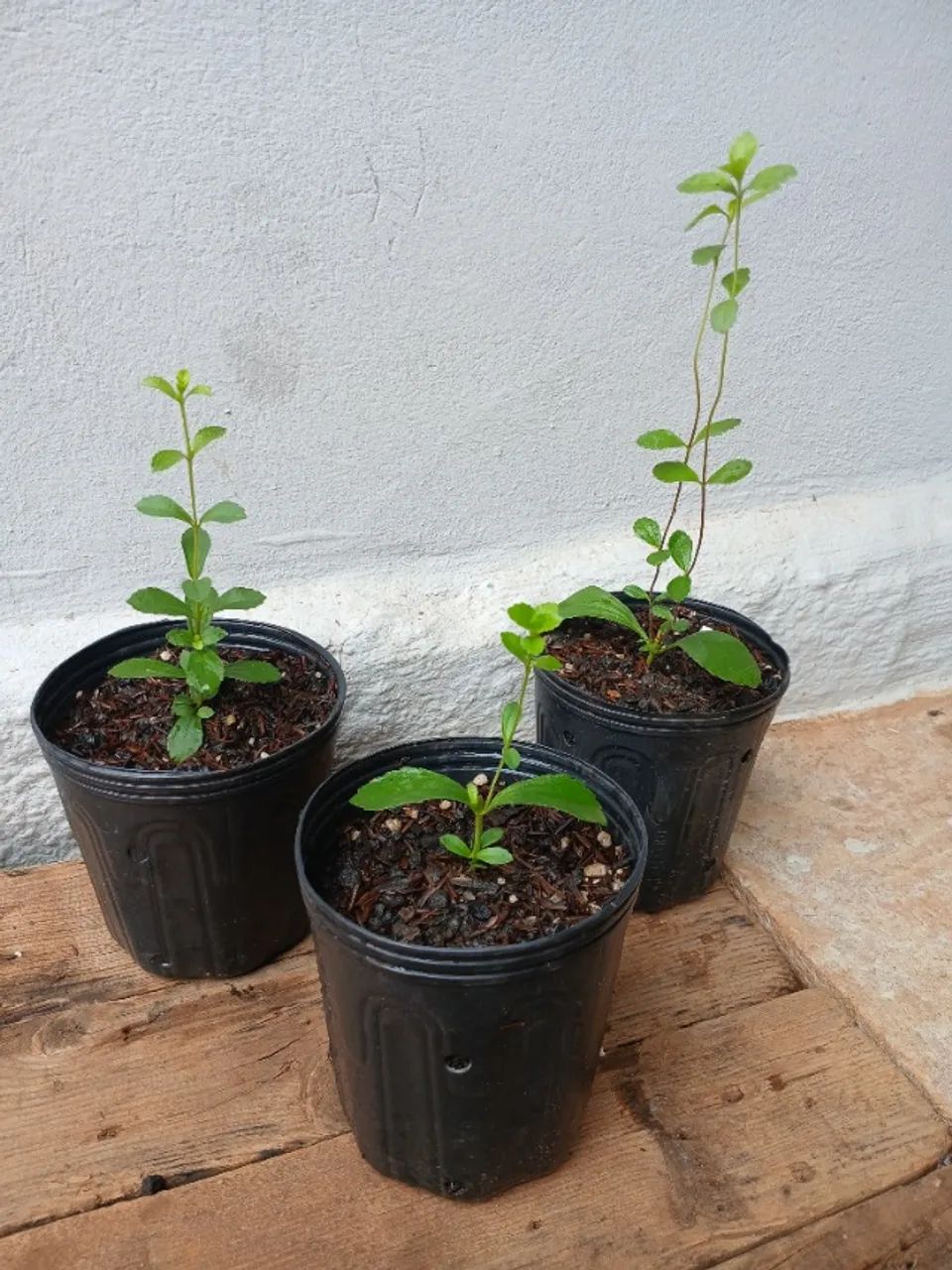 Mudas de Stevia (Adoçante Natural)