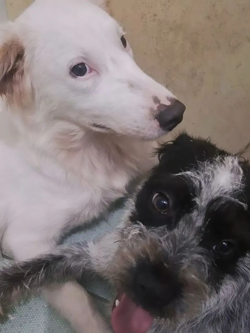Cachorros para doação em conjunto  - Foto 3