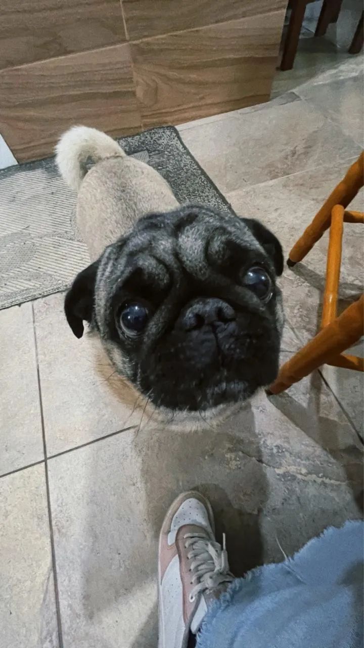 Pug para cruzar  - Foto 3