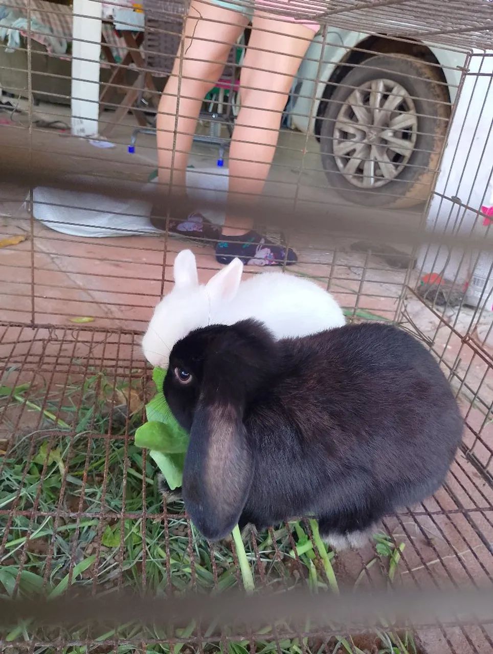 Vende-se mini coelhas - Foto 3