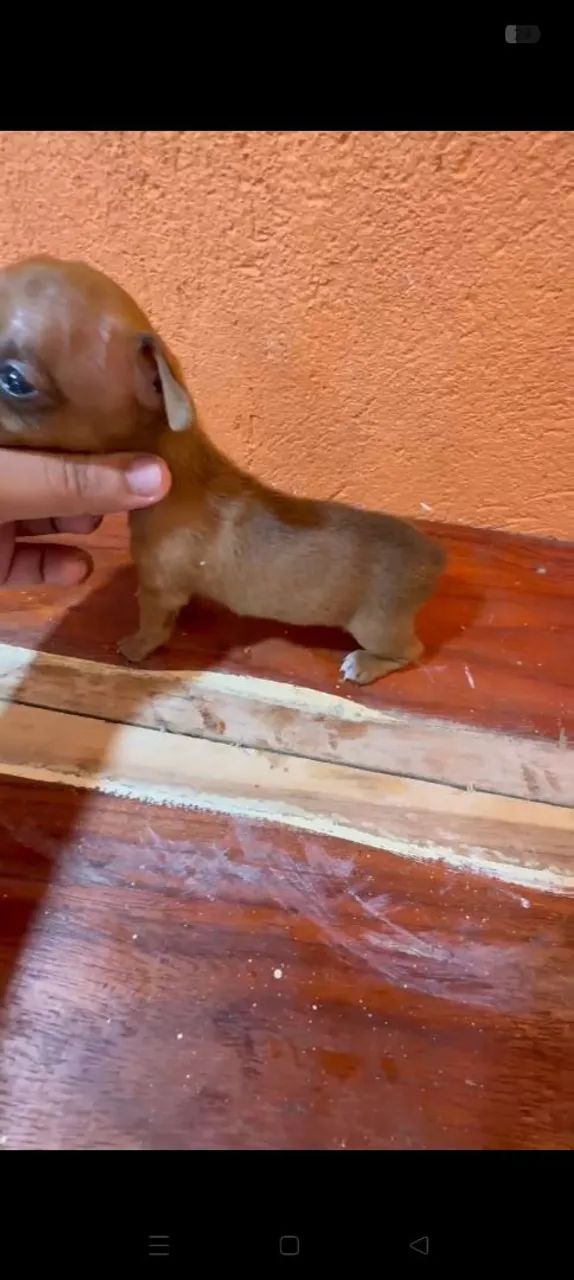 Cachorro pinscher micro zero - Foto 3