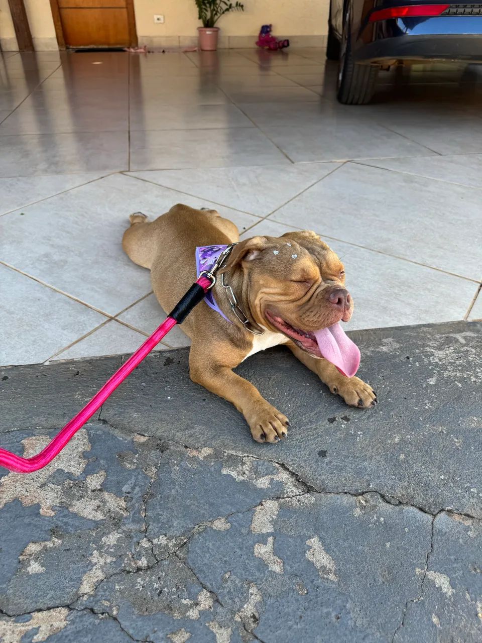 American Bully Fêmea  - Foto 6