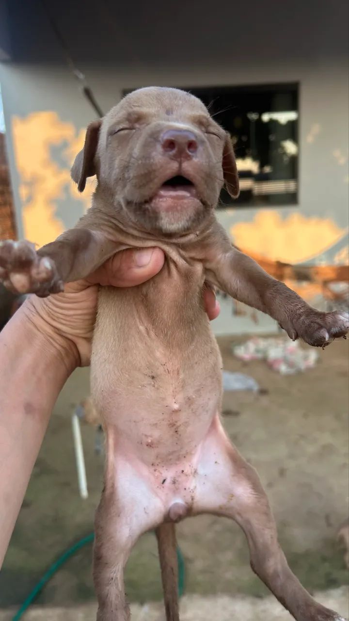Filhotes de pitbull  - Foto 5