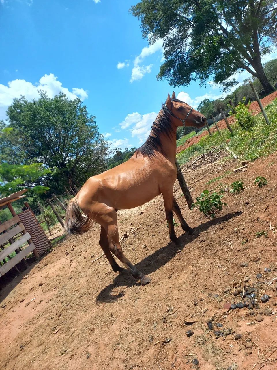 Vendo cavalo