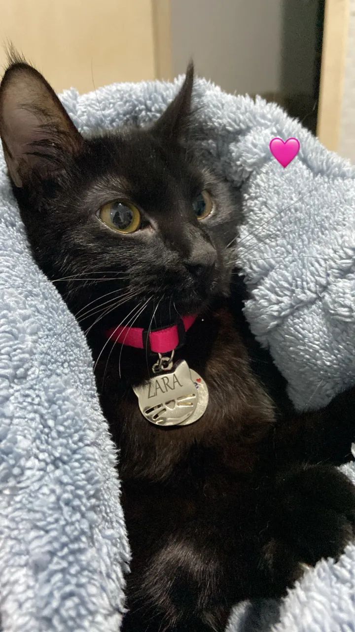 DOAÇÃO RESPONSÁVEL- GATINHA ZARA