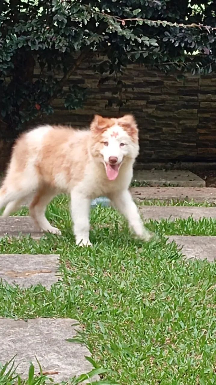 Border Collie | Entrega em Floripa dia 18/04
