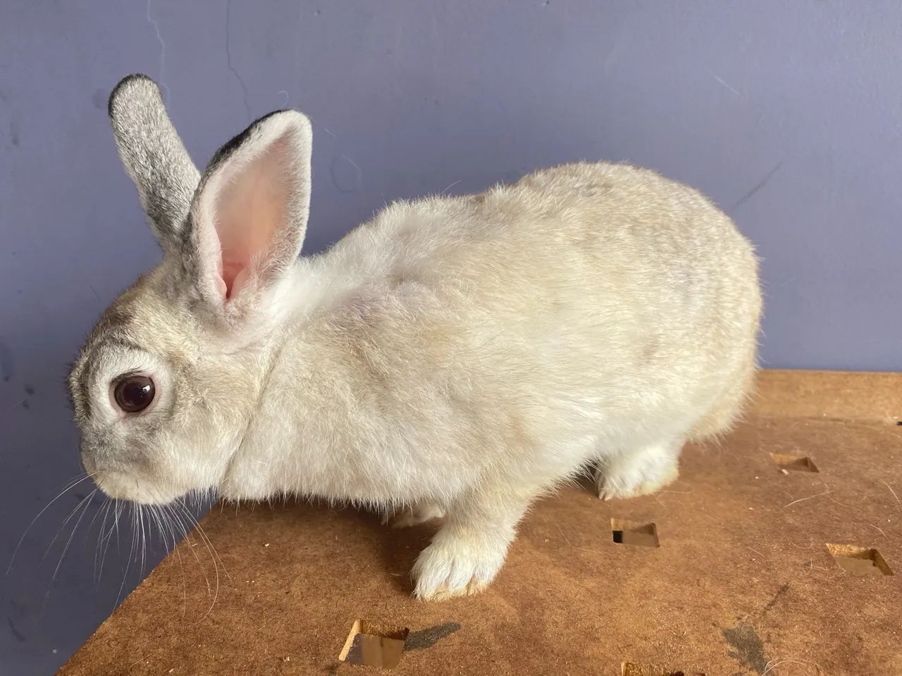 Coelha femea comum tradicional docel entregas Janu Moc MG 