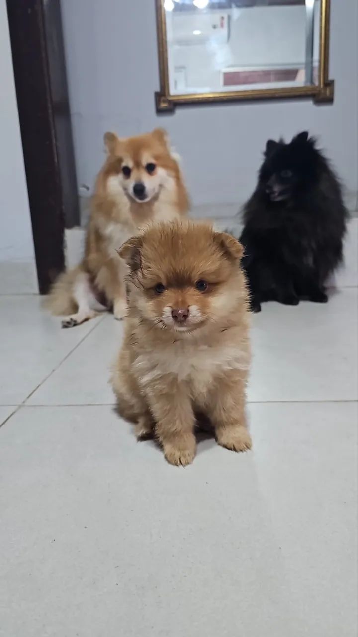 Spitz Alemão  - Foto 4
