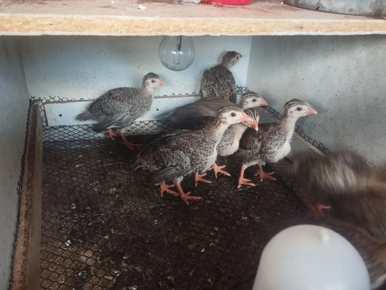 Vende se filhotes de galinha de Angola  - Foto 3