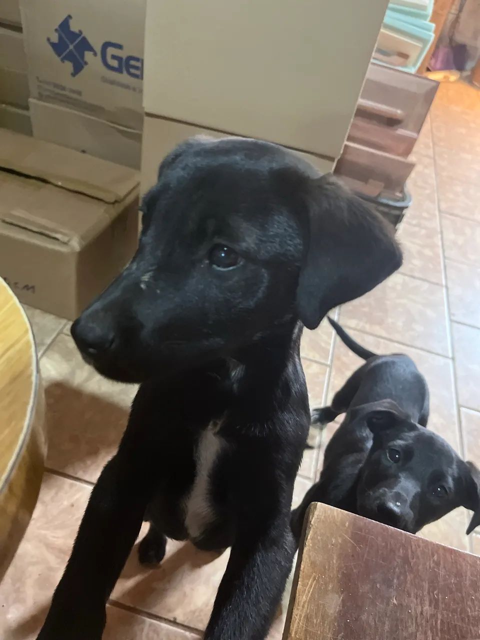 Doa - se cachorro - Foto 5
