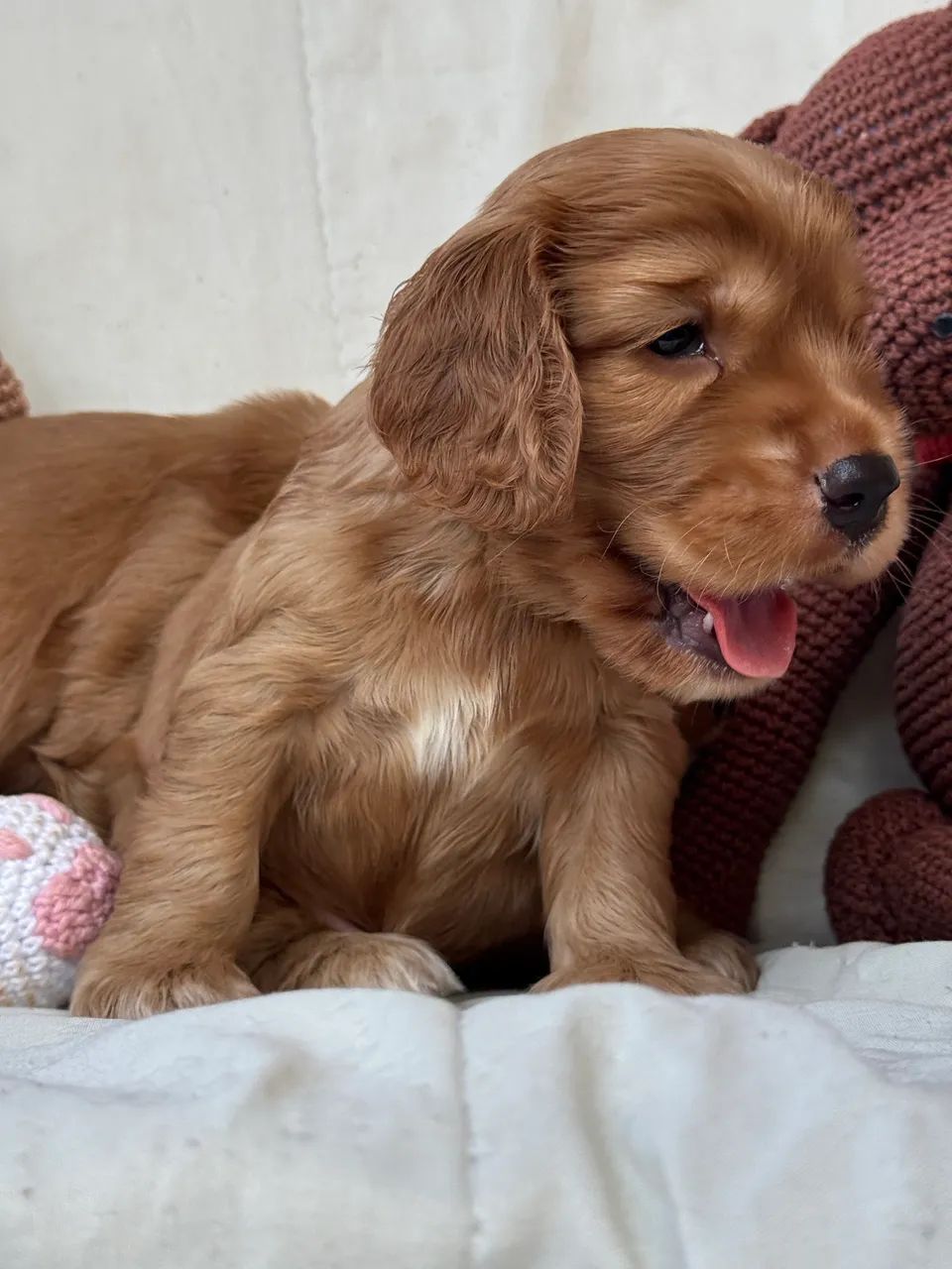 Filhotes de Cocker Spaniel Machos - Foto 2