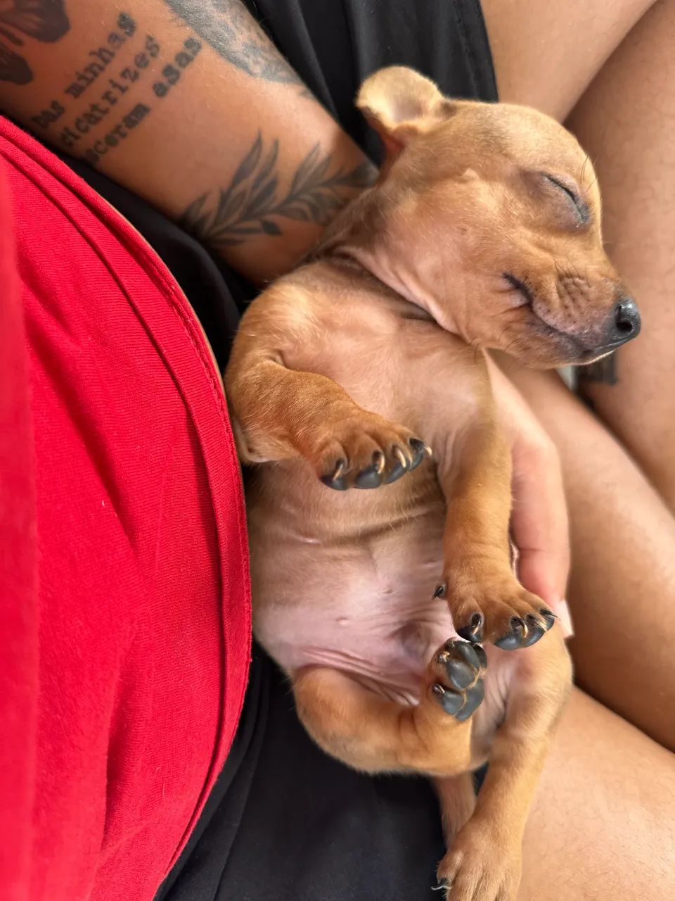 Basset Dachshund  - Foto 3