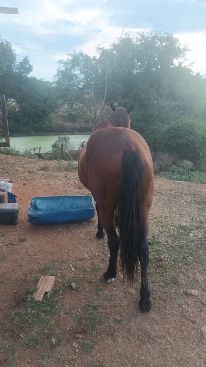 Cavalo