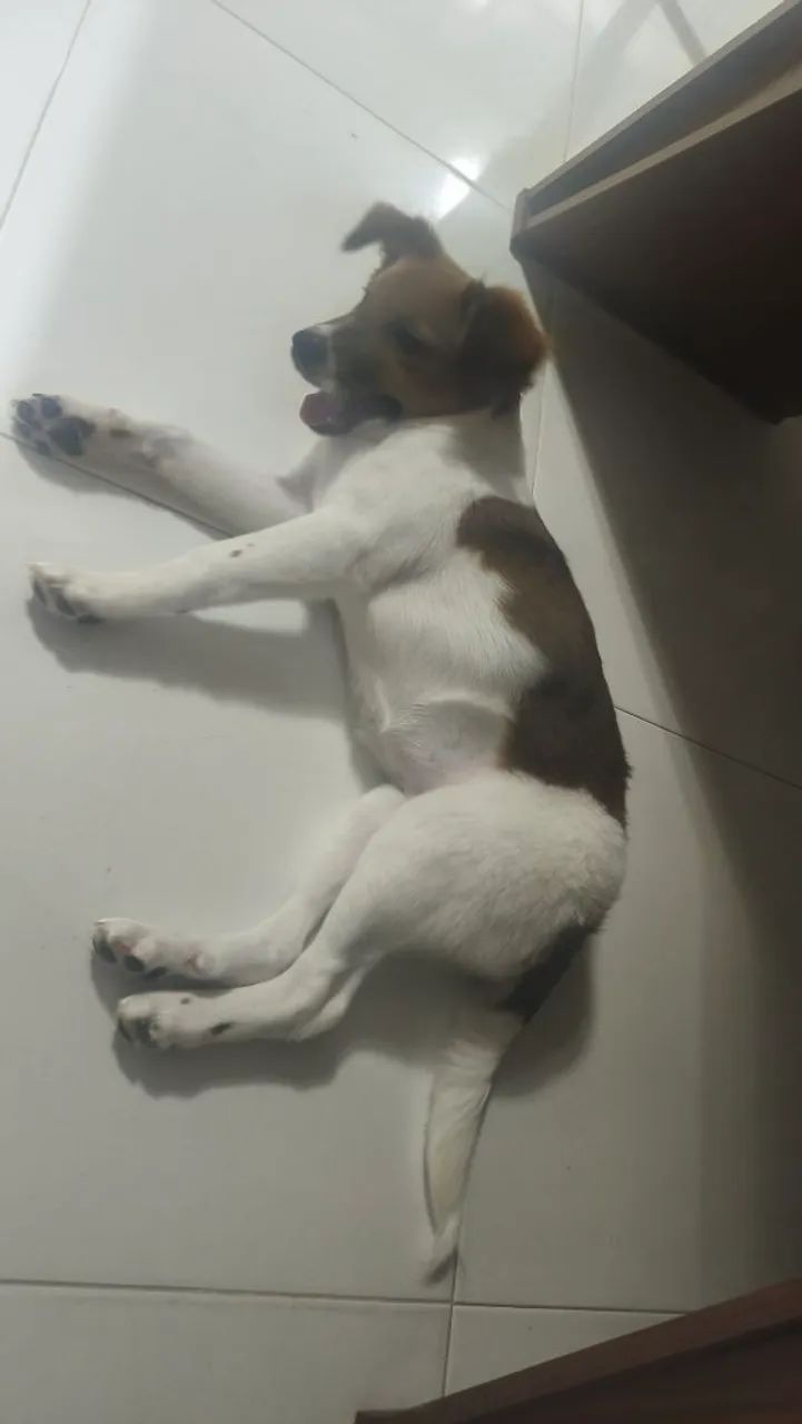 Doacão Cachorra - Foto 2
