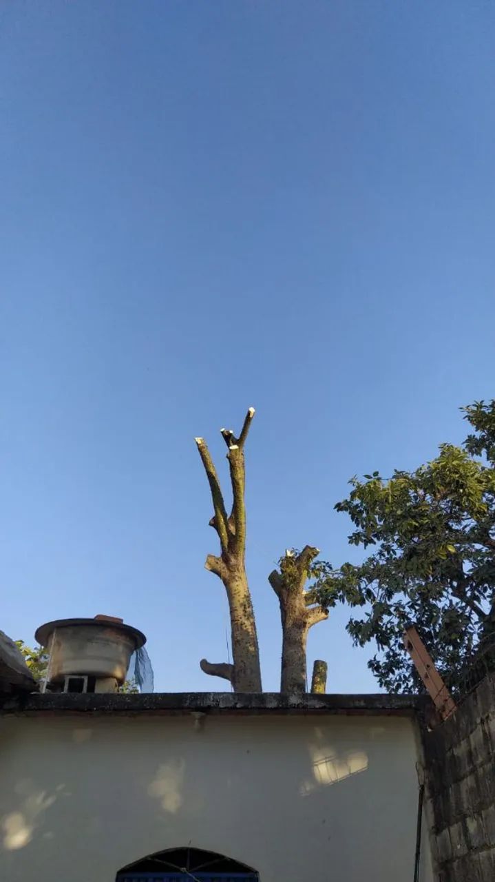 Corte e poda de árvore em geral - Foto 4
