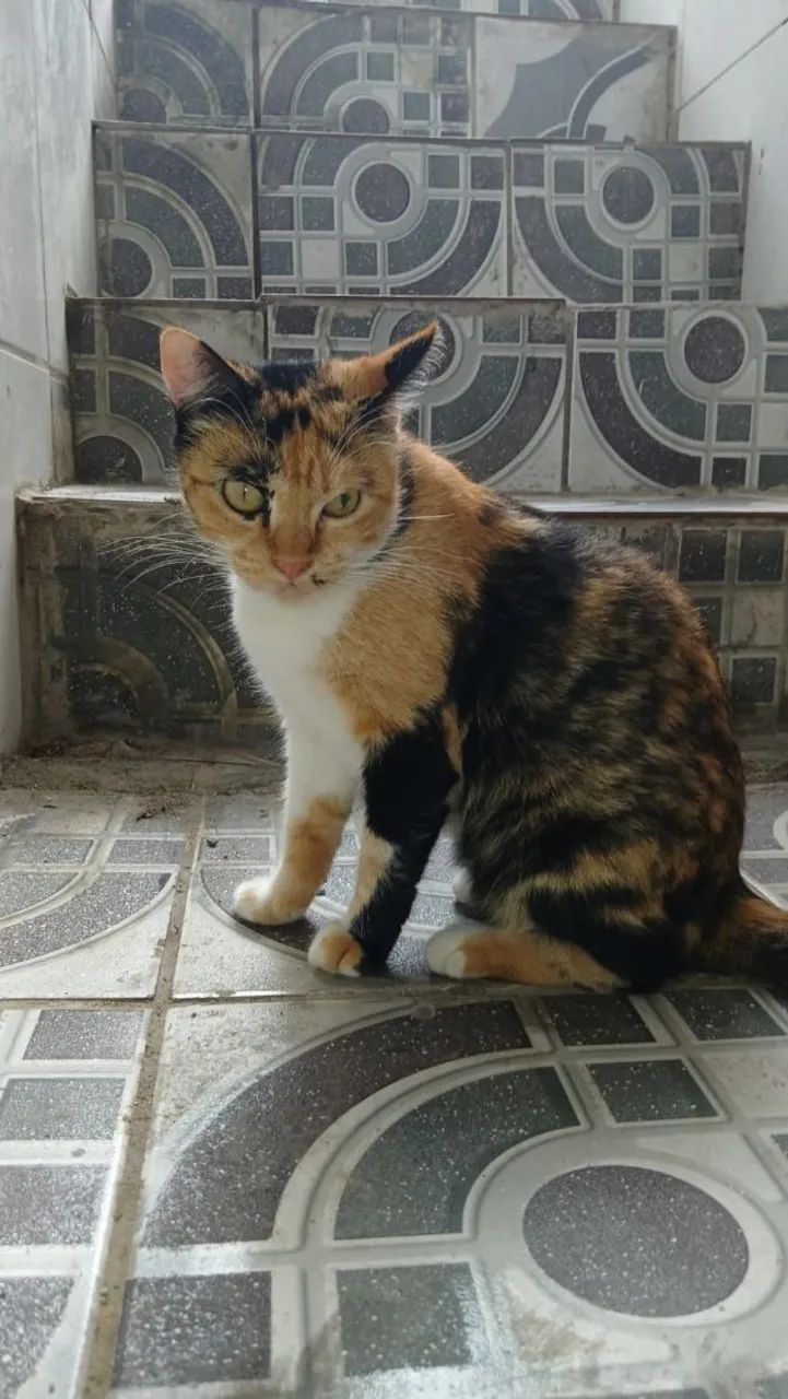 Adoção gatinha castrada - Foto 5