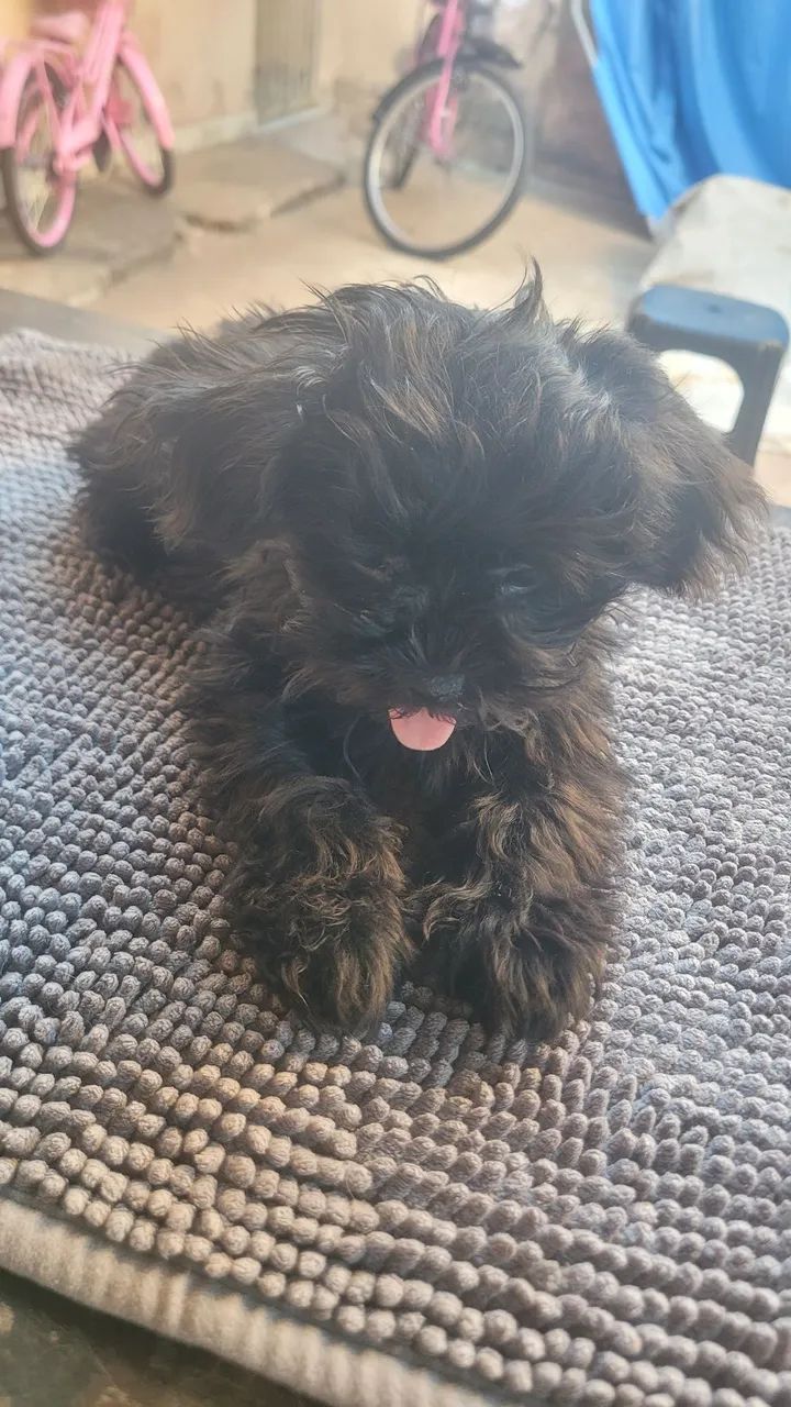 Cachorro shihtzu  - Foto 4