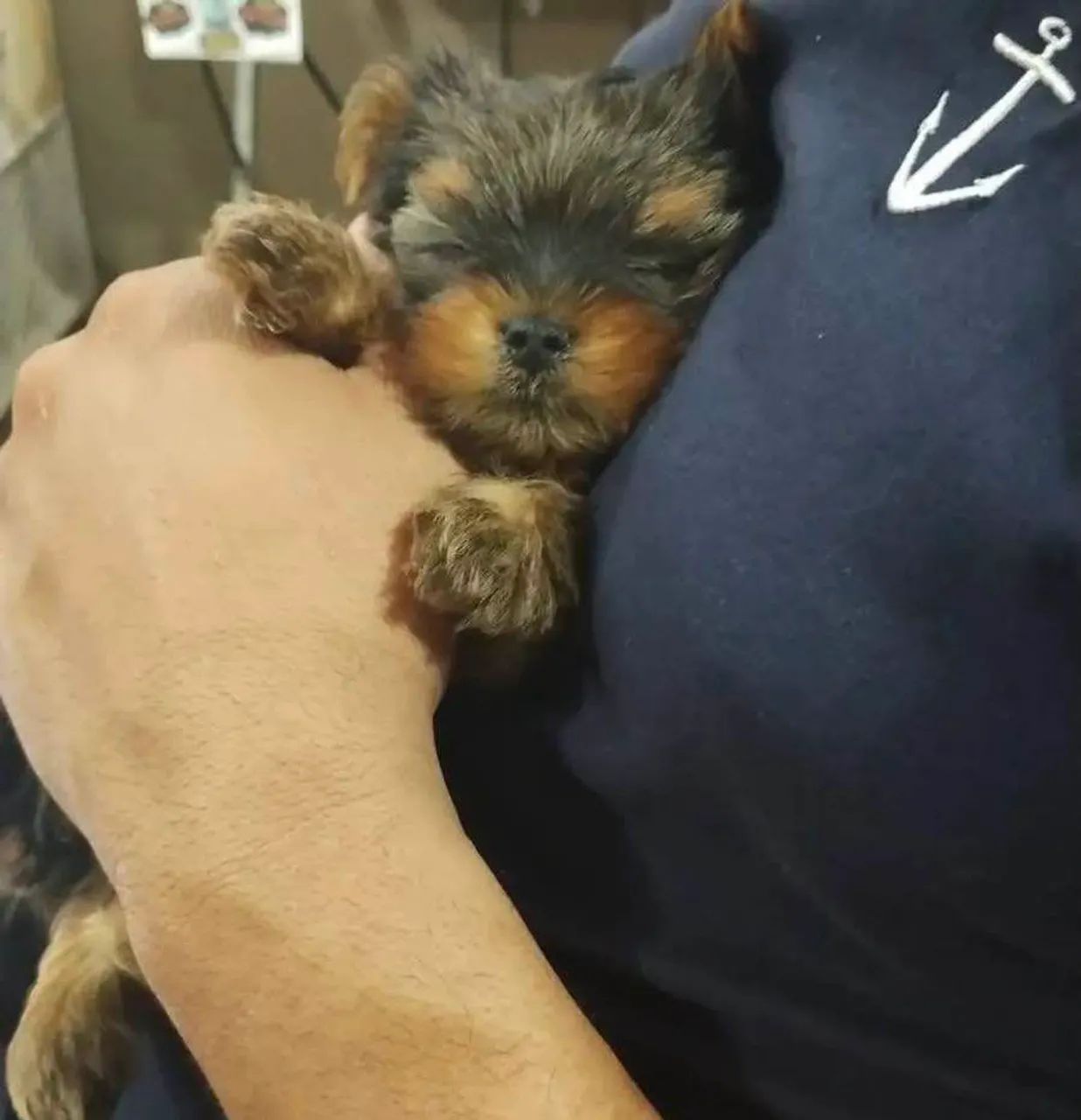 Filhote Yorkshire Terrier, Nada se compara ao amor verdadeiro de um filhotinho!