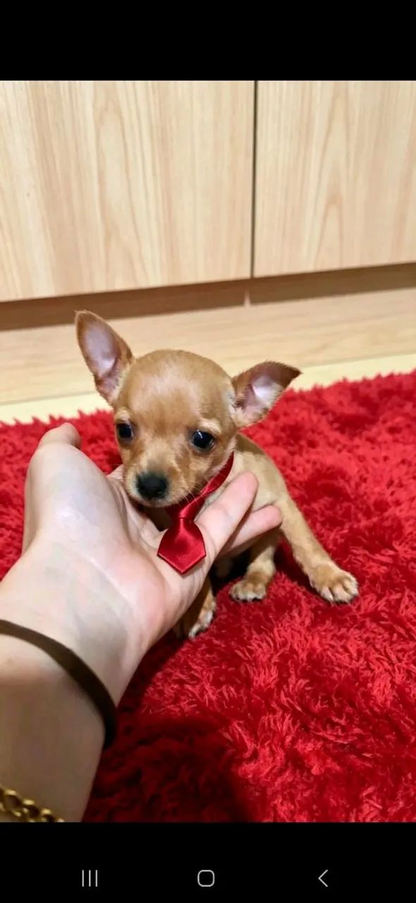 Pinscher 0 - Foto 3