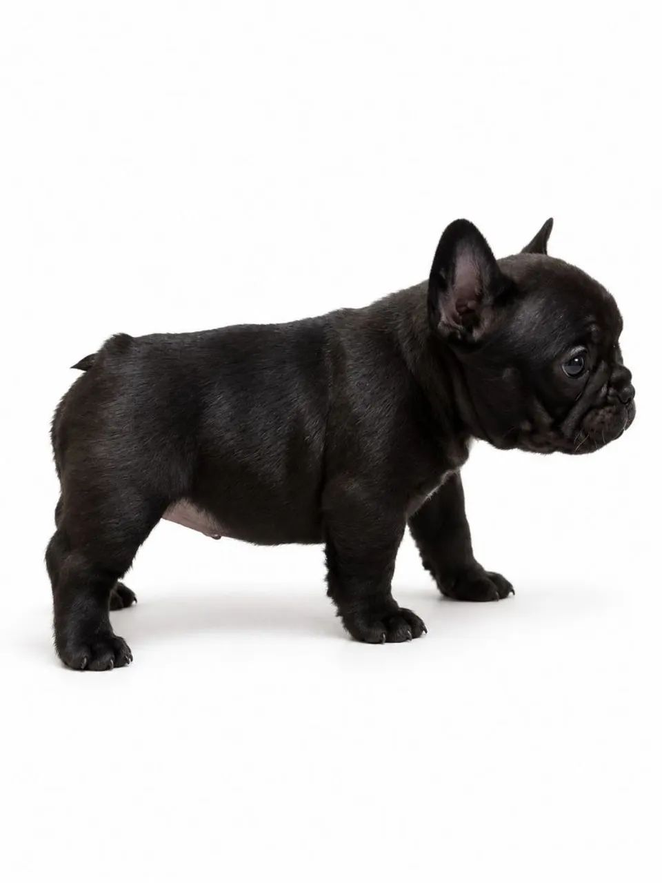 Buldogue frances  - Foto 2
