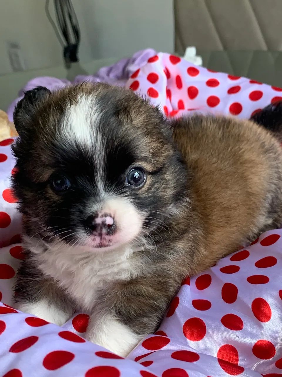 Chihuahua  - Foto 4