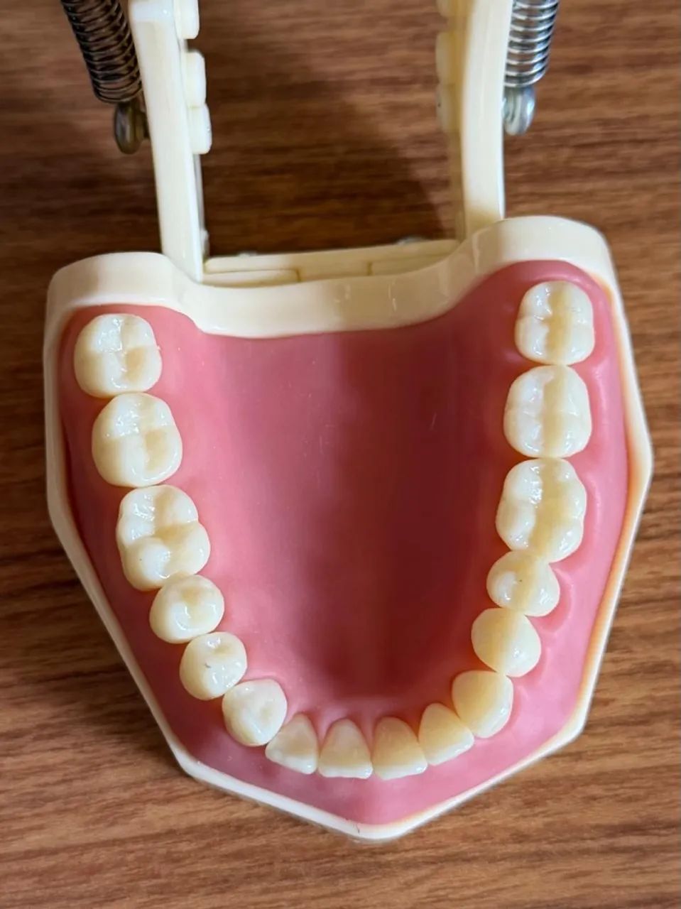 Manequim Odontológico ORAIS dentística - Foto 3