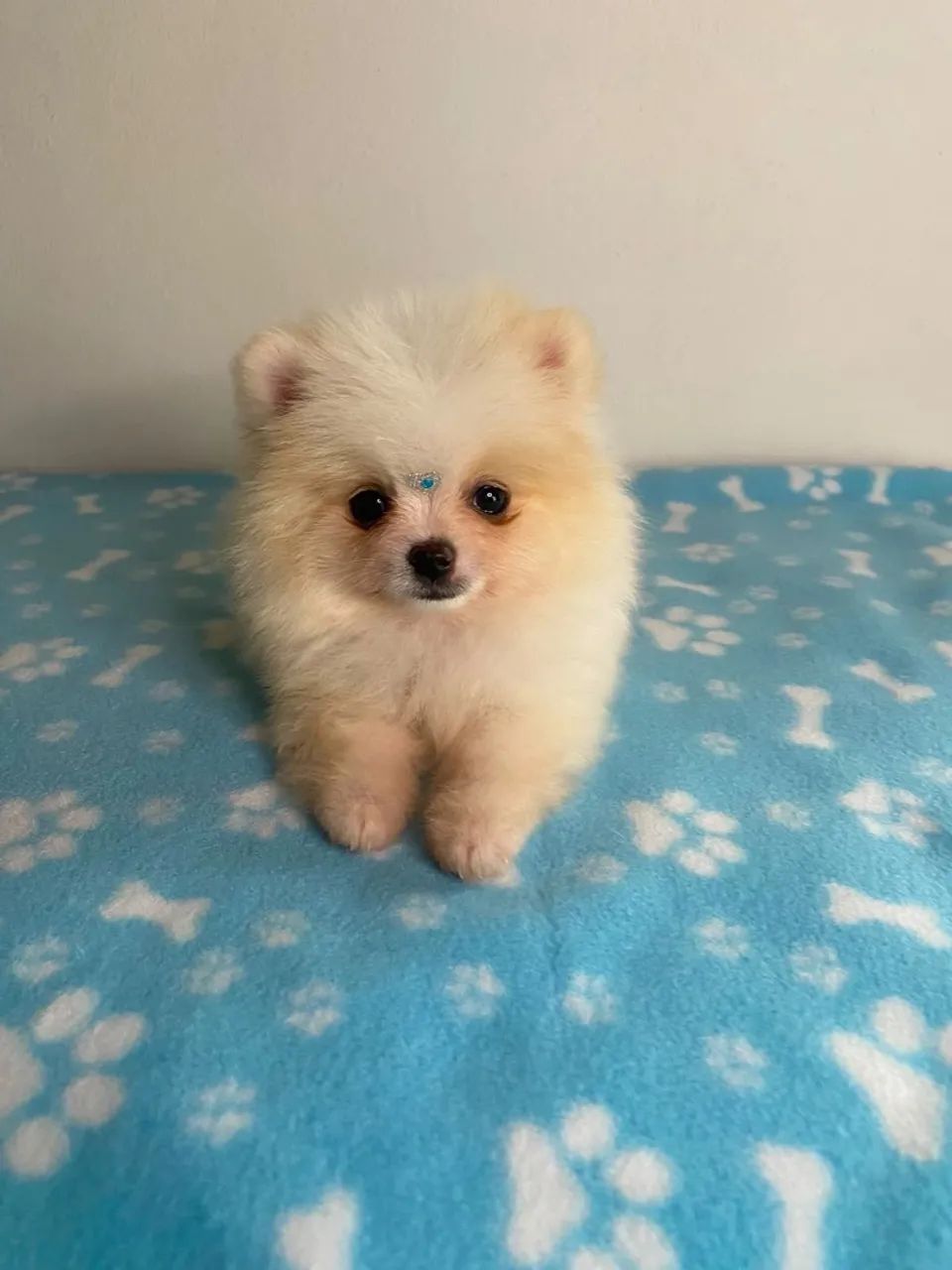 spitz anão  - Foto 2
