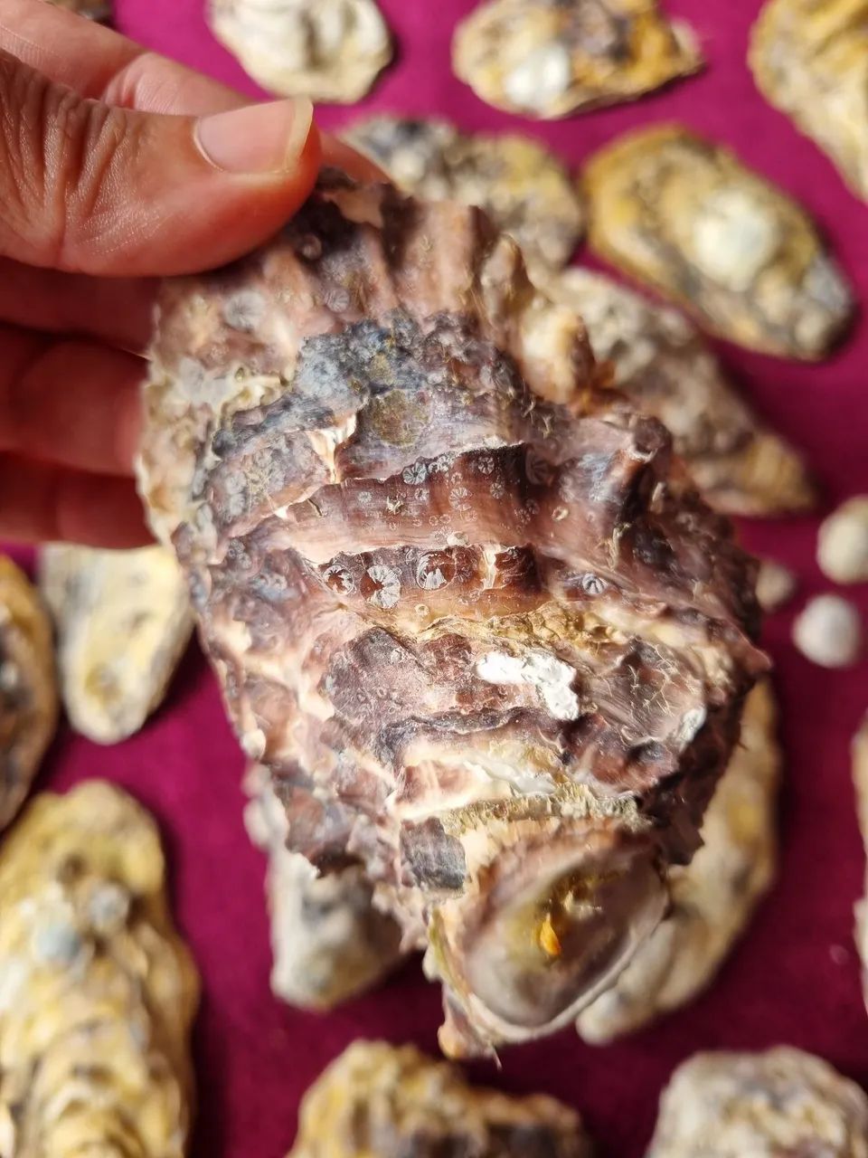 Conchas de ostra - Foto 5