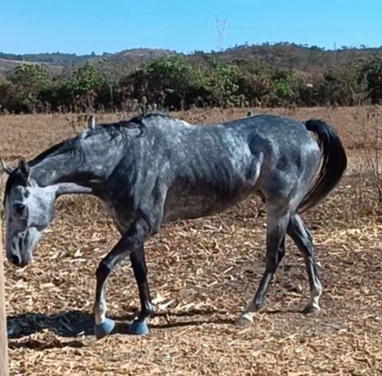 Égua QM - Foto 5