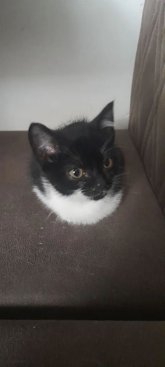 Doa se gatinhos 