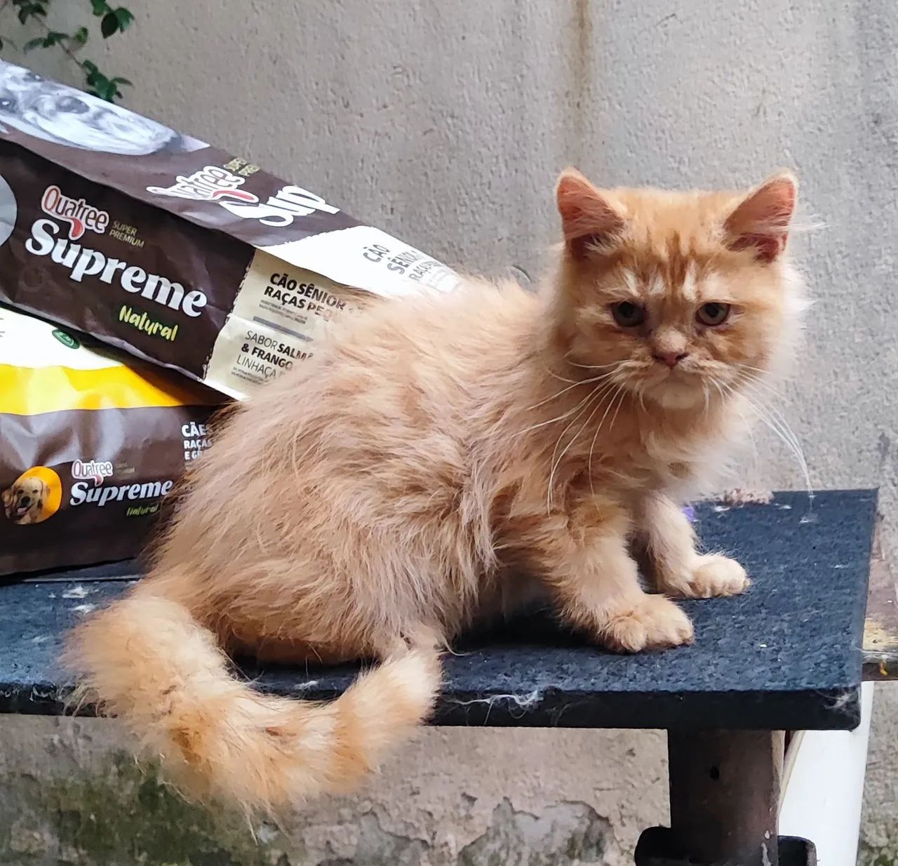  GATO PERSA  - Foto 3