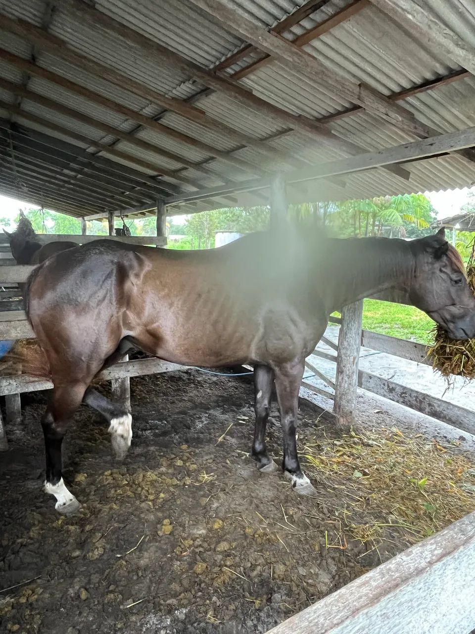 Cavalos para venda ou troca - Foto 3