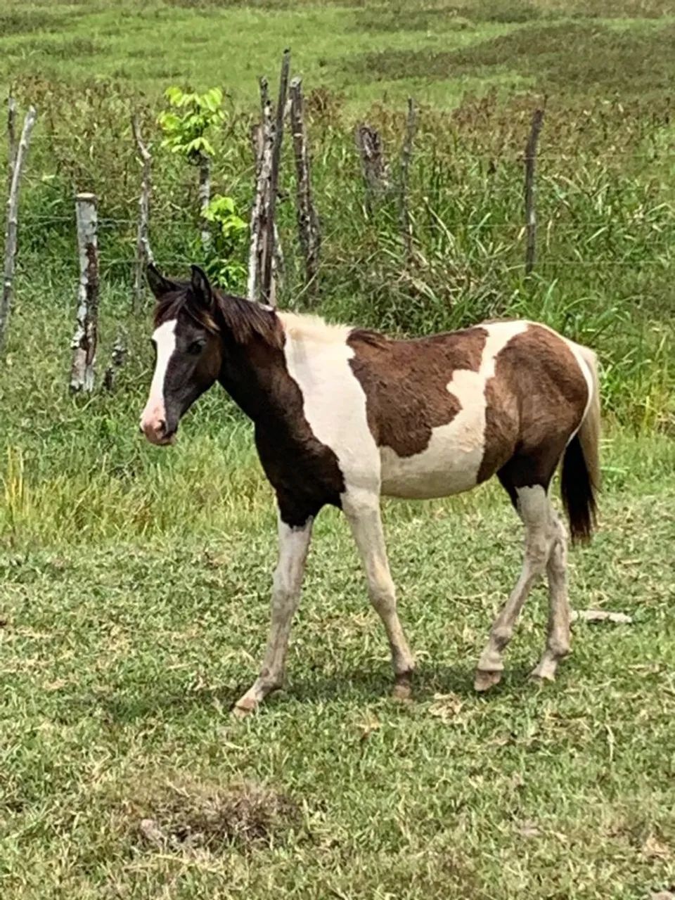 Potro de 1 ano - Foto 3