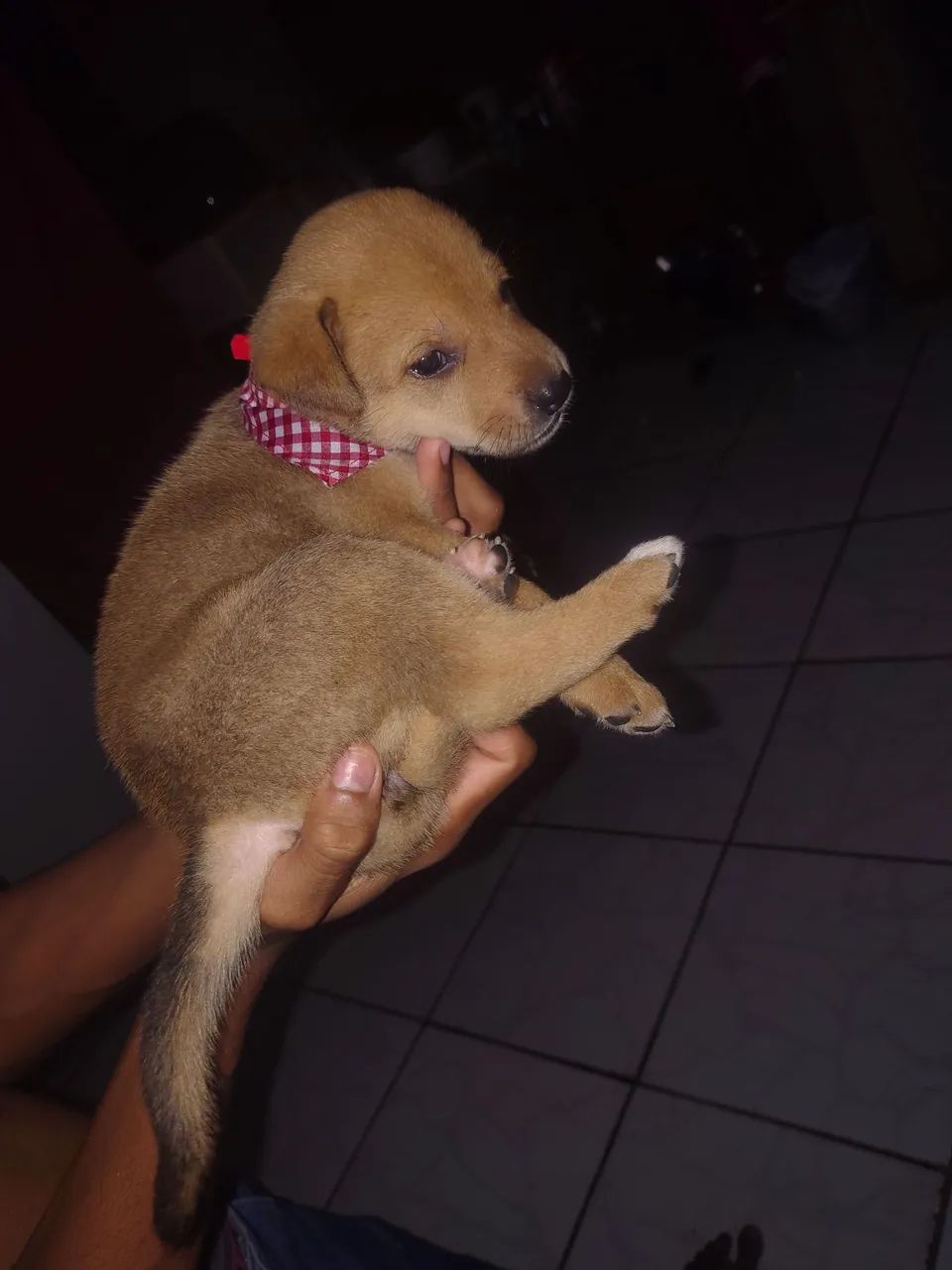 Cachorro da raça  Husky Siberiano 