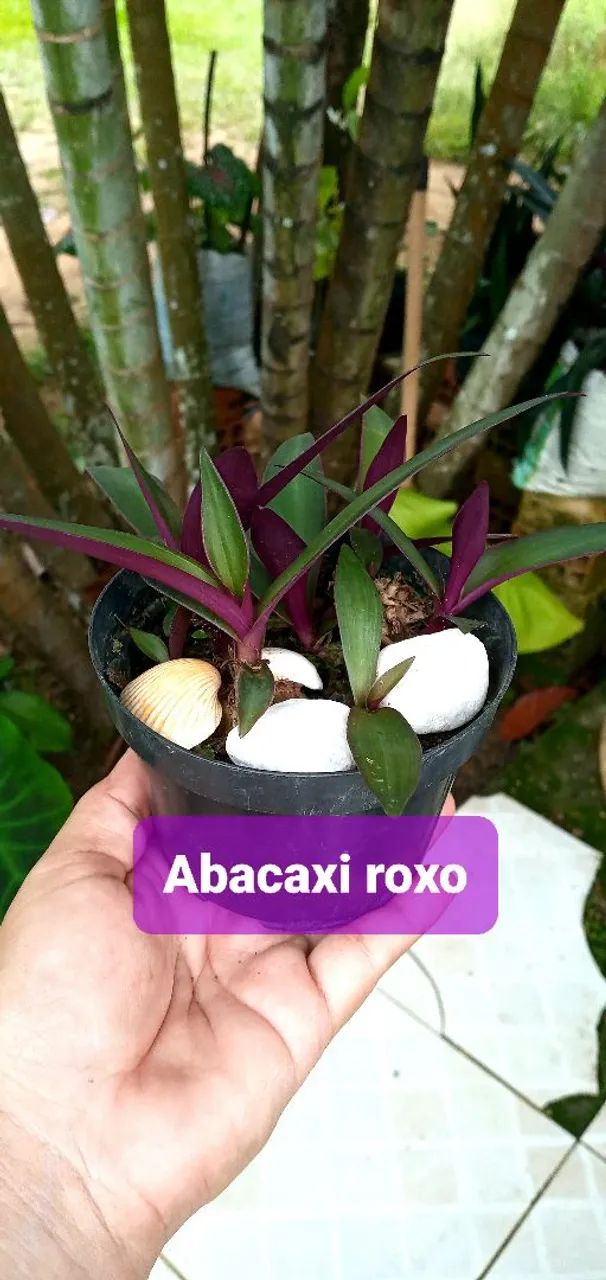 6 PLANTAS POR 40,00  - Foto 2