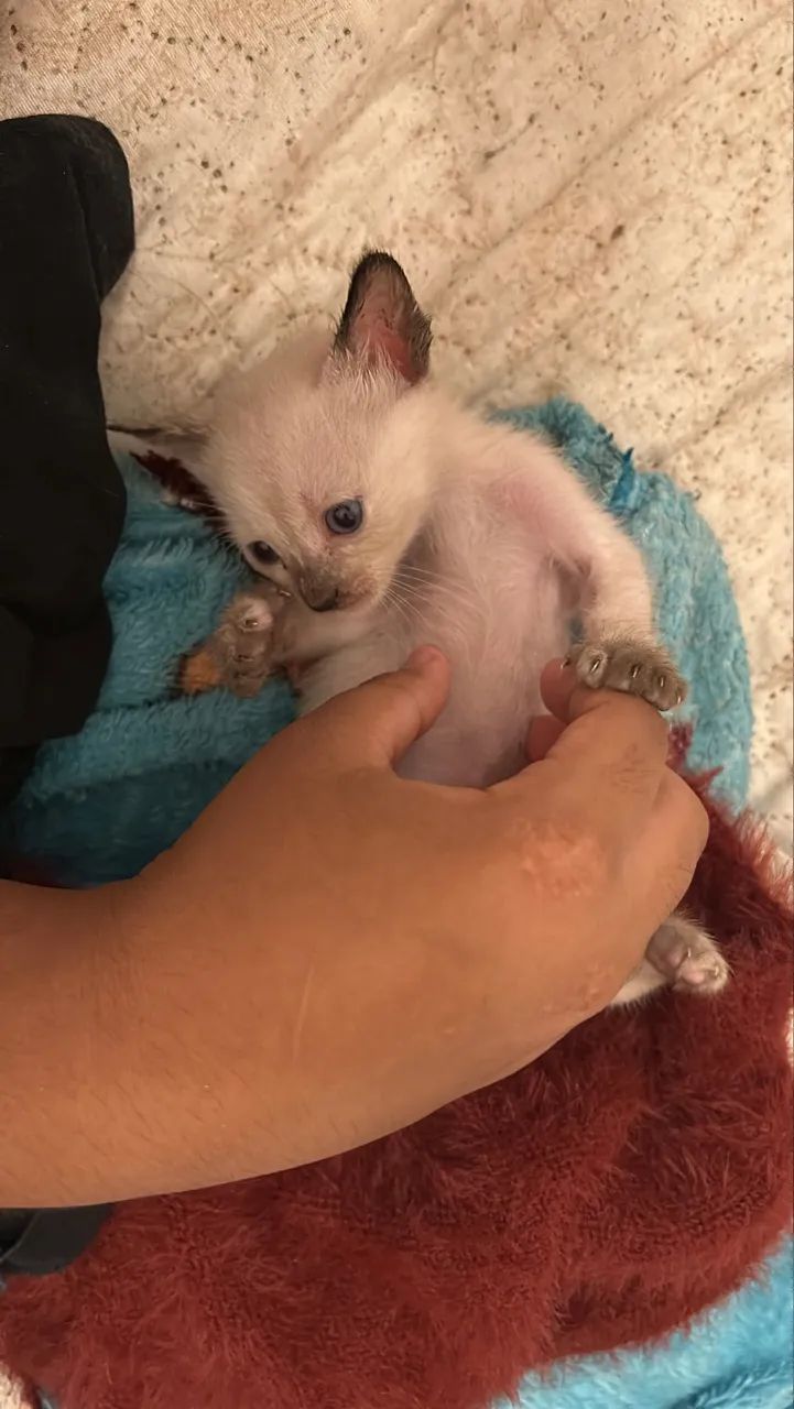Linda gatinha siamesa com olhos azuis  - Foto 2