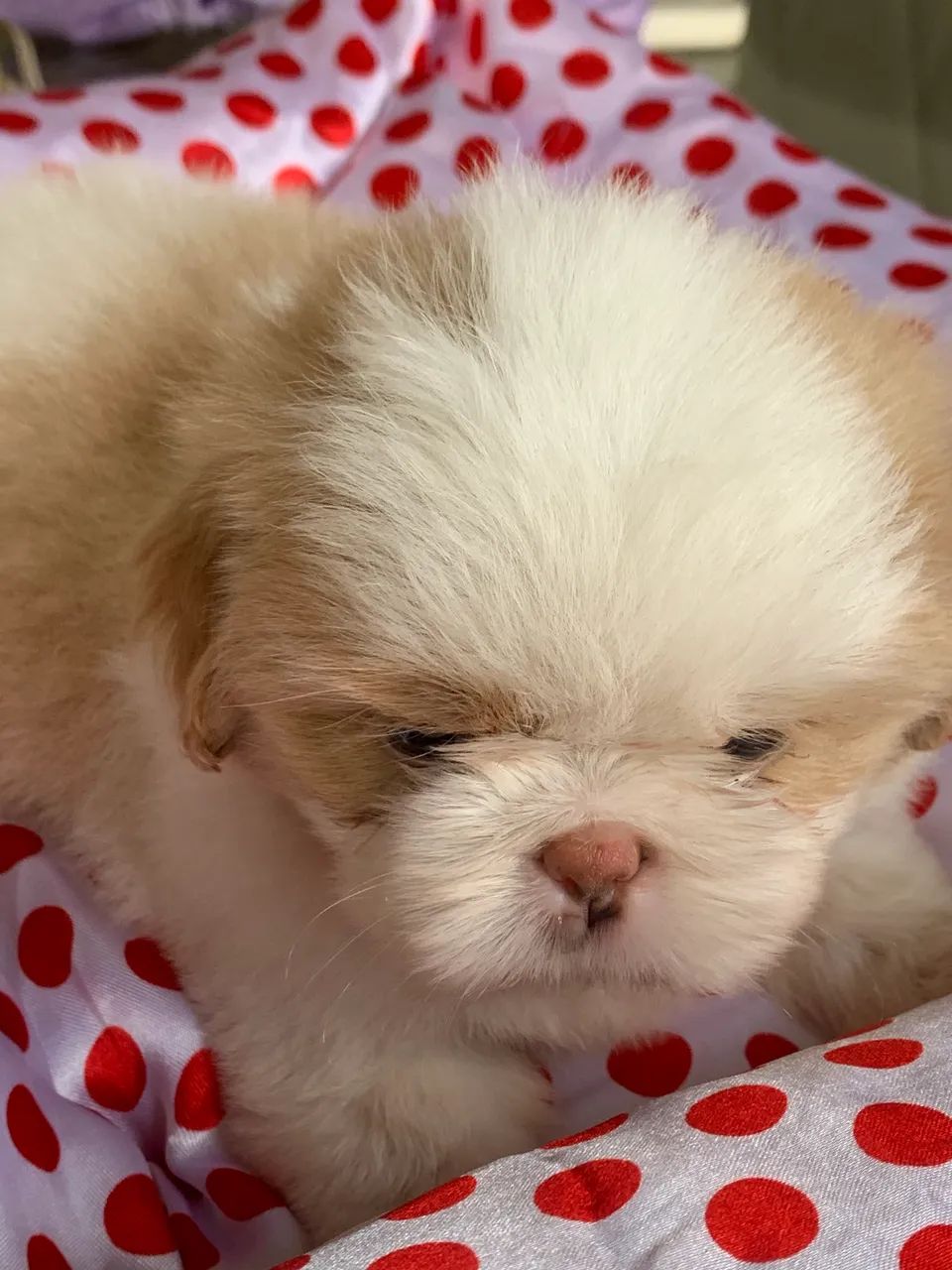 Shihtzu Macho