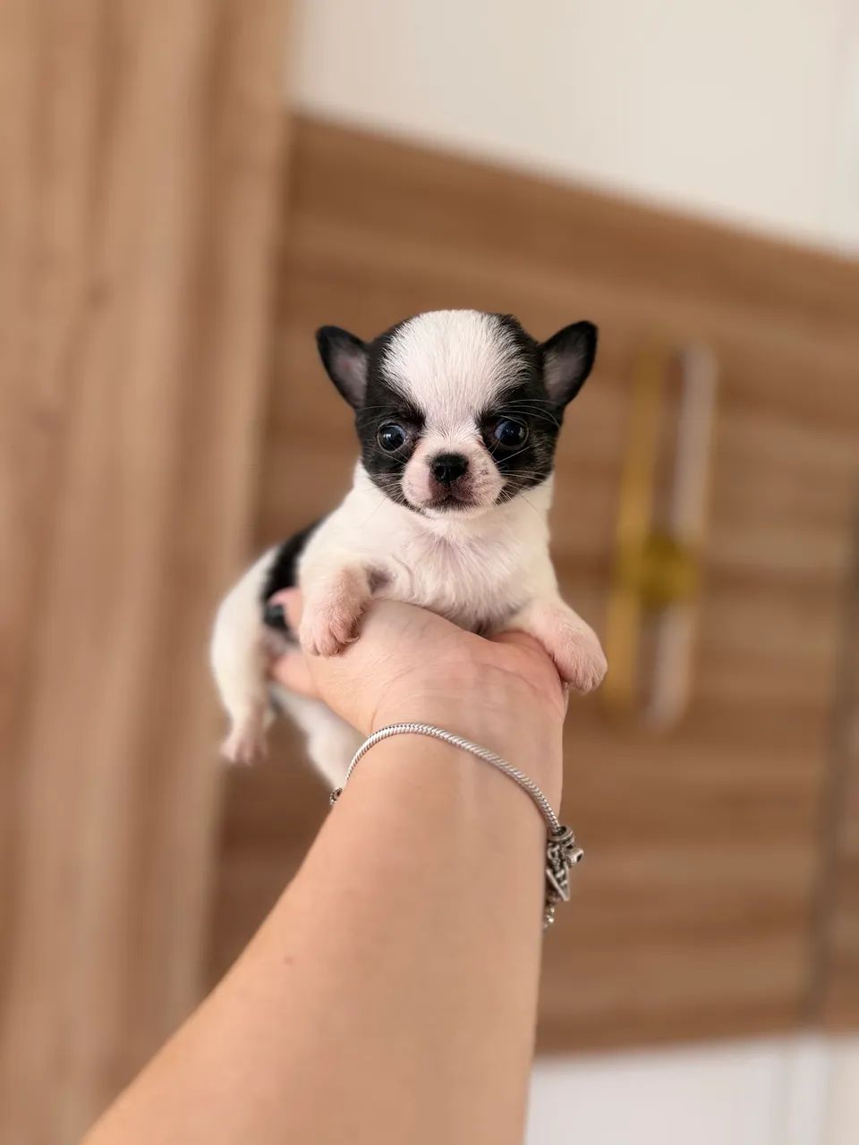 Bebês chihuahuas para exigentes  - Foto 2