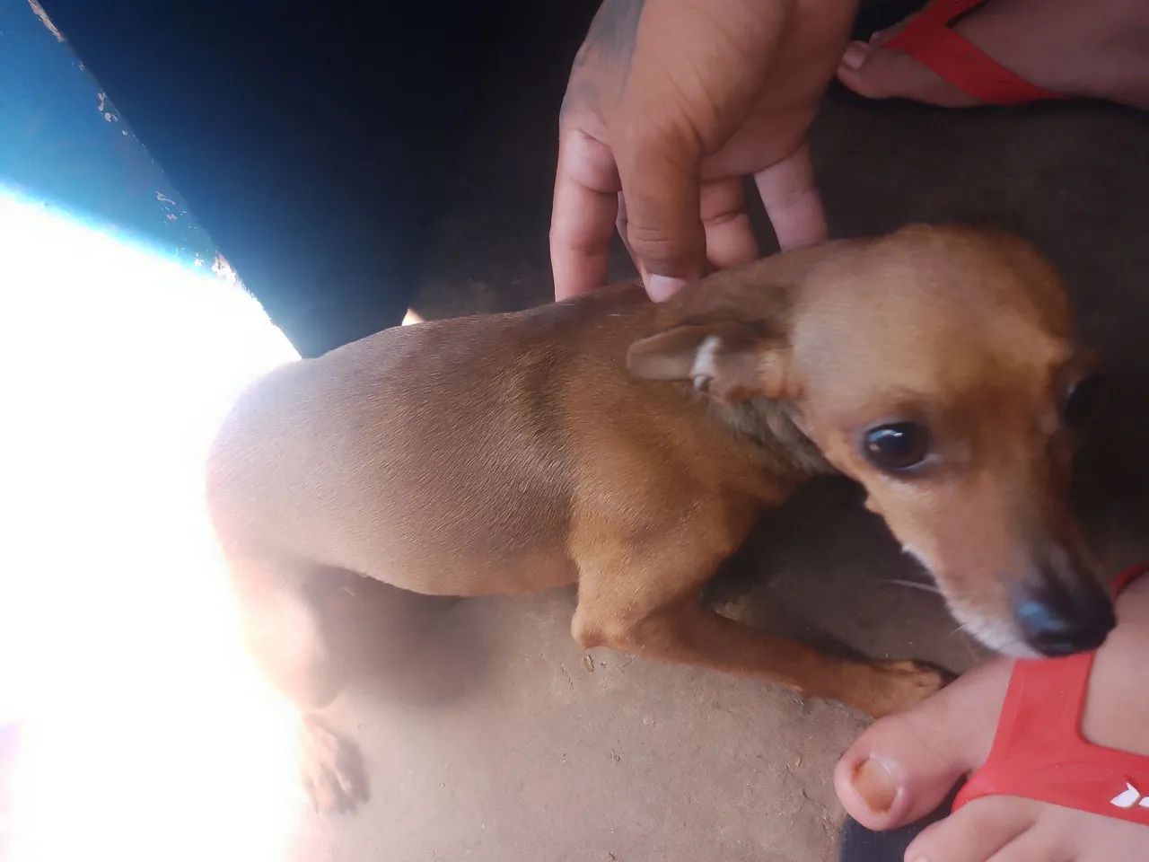 Pinscher  - Foto 2