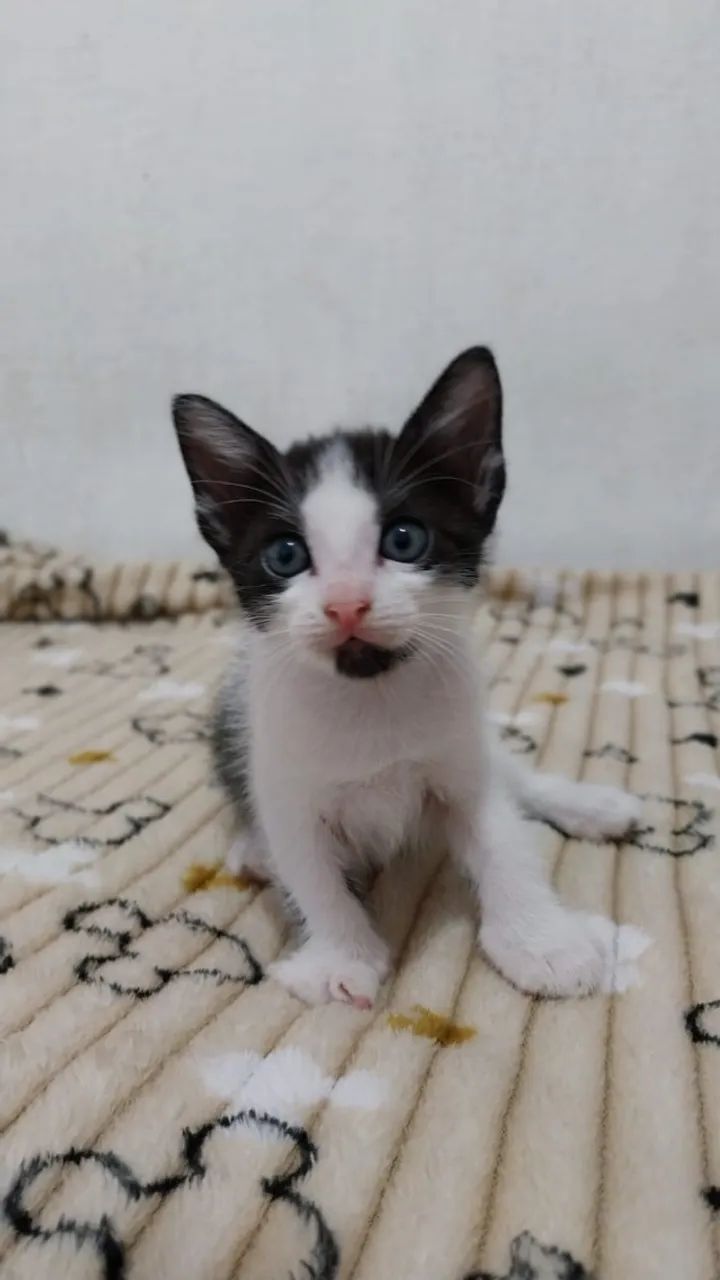 Gatos para Adoção - Foto 3