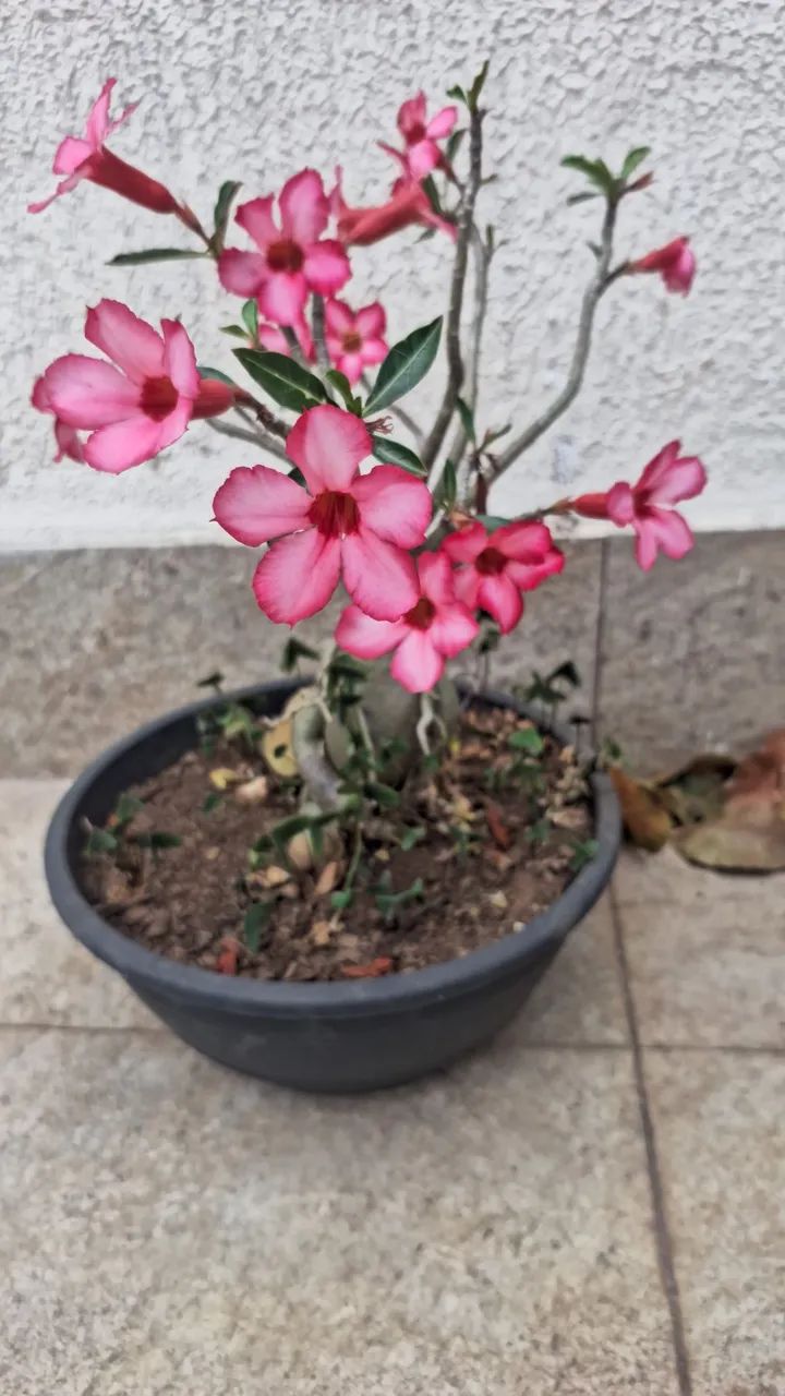 Rosa do deserto  - Foto 2