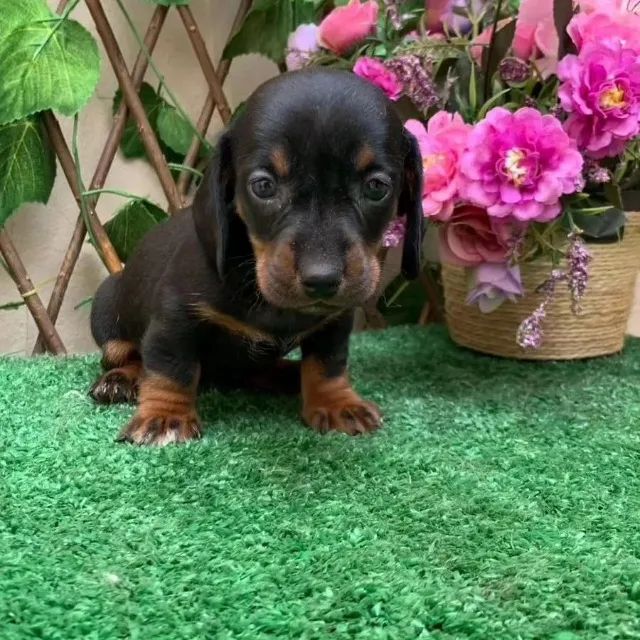 basset daschund pequenos e amaveis 