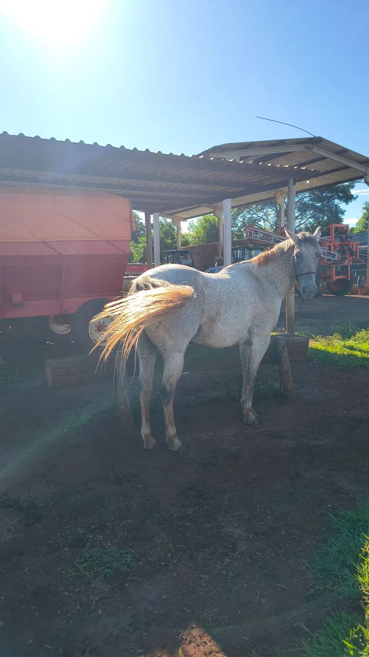 Cavalo Quarto de Milha  - Foto 2
